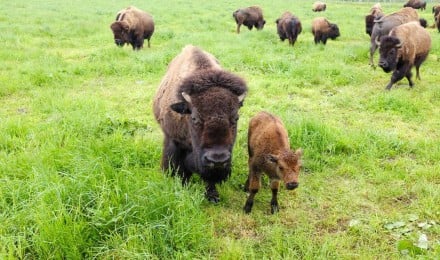 Authentic Wagon Tour at Cook Bison Ranch